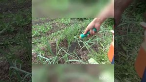 Что помогло от луковой мухи? три способа сработали отлично.