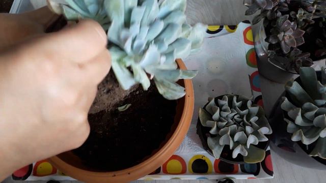 Echeveria Runyonii saksı değişimi смотреть онлайн