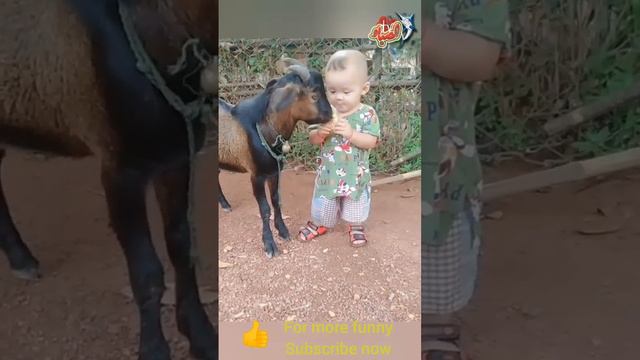 crazy goats .. This is why GOATS..... the FUNNIEST ANIMALS try not to laugh смотреть онлайн