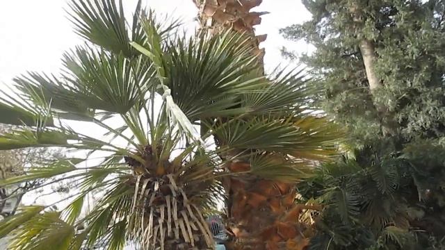 Флора Израиля. Пальма Вашингтония. Как вырастить из семян пальму
