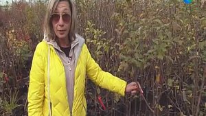 Как выбрать саженцы яблони: советы эксперта.