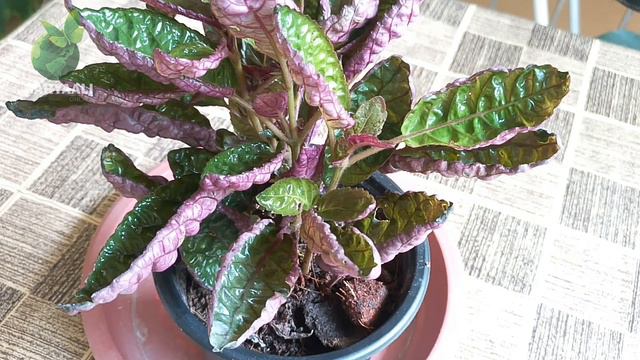 Purple Waffle Plant! Hemigraphis alternata Care & Propagation смотреть онлайн