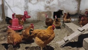 Куры с короткими ногами, к нам попали Фокси Чик.