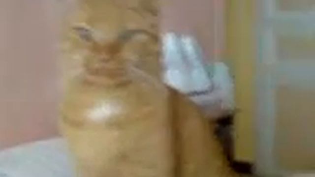 Cisco et ses folies смотреть онлайн