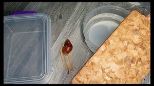 Обустраиваю   террариум для улитки ахатины.