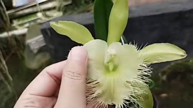 Rhyncholaelia digbyana смотреть онлайн