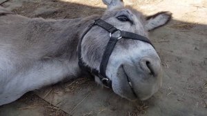 ДЕРЕВЕНСКИЕ ПРИКЛЮЧЕНИЯ ИВАНА И ЭЛИ