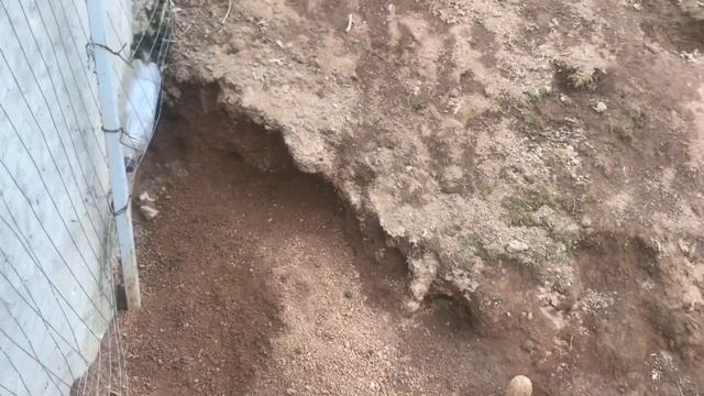 Окролы кроликов в норе, в вольере. Содержание и размножение кроликов. Мои кролики. Дачная Жизнь ТВ.