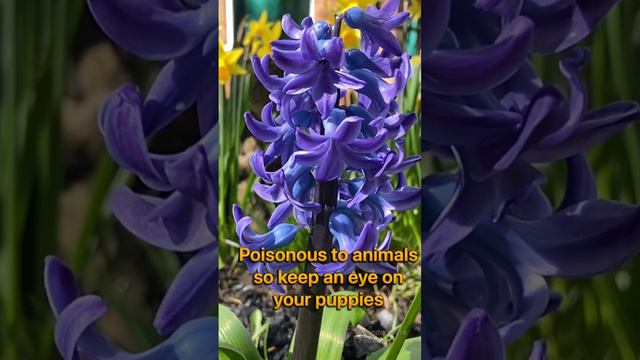 Hyacinths flowering in UK garden #gardeningtips