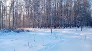 Моя Хаски Умка на прогулке в зимнем лесу