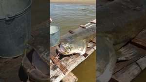 Крупный сом на квок продолжение. Астраханская обл.