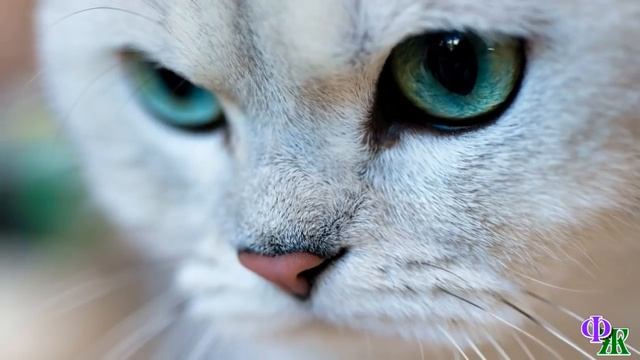 Говорящий КОТ 7 «М-я-а-о! Багира меня поцеловала! Вот это рыбалка!» - Кот блаженно стек на травку