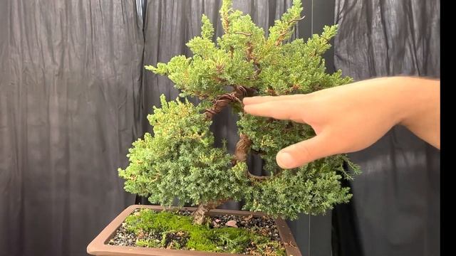 Bonsai Transformation - Juniper procumbens restyle from overgrown tree to refined bonsai смотреть онлайн