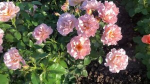 Один из лучших питомников роз  в цвету.Часть 1