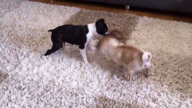 Mops und Boston Terrier Welpen spielen смотреть онлайн