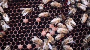 8 Ноября матка сеет, сборка гнезда в зиму.