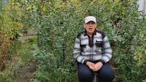 Болезни голубики и осенняя обработка.