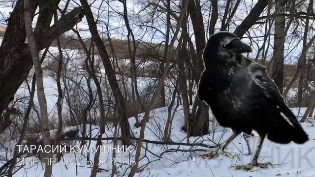 10 марта Тарасий Кумошник. Нельзя днём спать. Народные обычаи и поверья