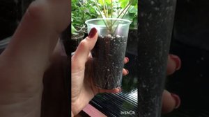 #64. Пересадка пеларгонии для начинающих. Лучшие горшки для черенков.