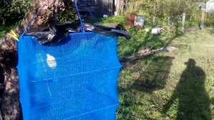 Солим рыбу ,к какому способу засолки я пришол опытным путем,вкусная в меру соленая рыба