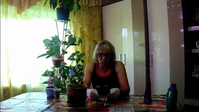 Кроссандра зацвела после черенкования. смотреть онлайн