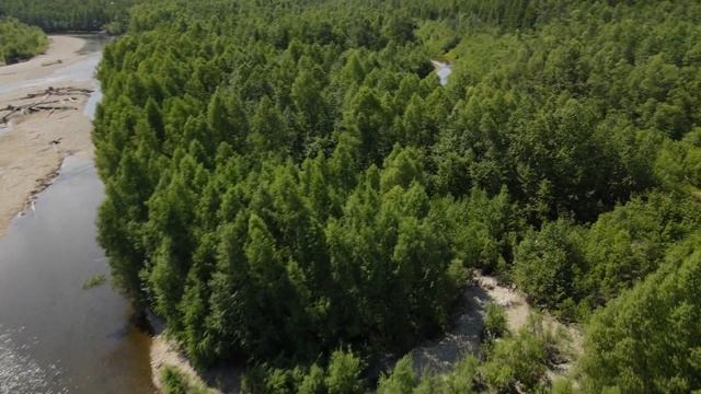 Селемджинские леса в Амурской области смотреть онлайн