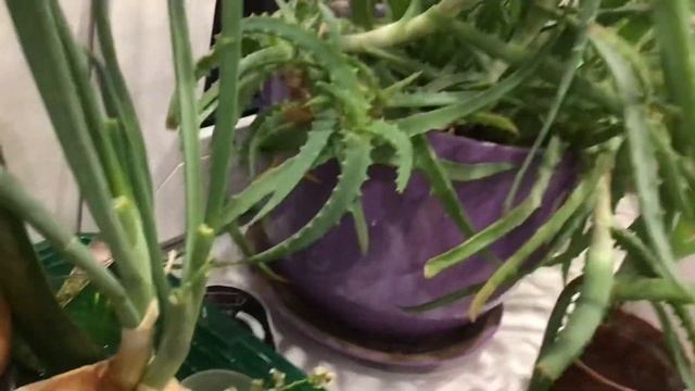 Питахайя дома часть 4 смотреть онлайн