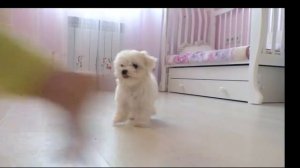 Игра с щенками мальтийской болонки