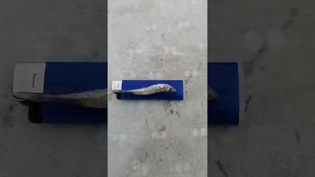 Удивительное про омуля