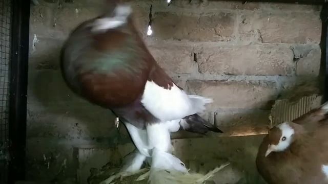 piegon farm#aseel chicks#polish hen chicks#english game chicks# смотреть онлайн