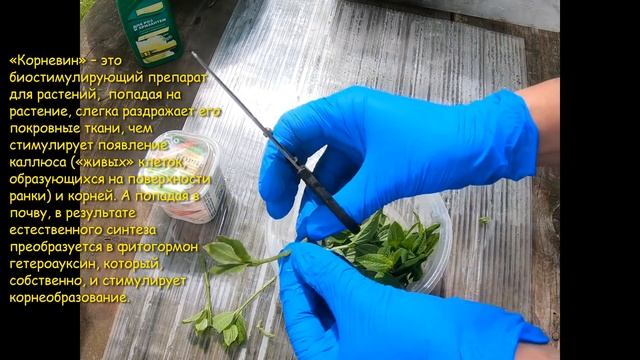 Цветущее-значит черенкуем! Чубушник! #зеленое черенкование чубушника #jasmine cuttings смотреть онлайн