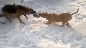 Немецкая овчарка VS Стаффоршидский терьер 2