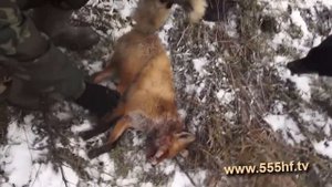 Охота на лис с норными собаками. Часть 5. С Олегом Терентьевым.