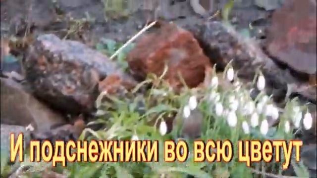 В Петербурге расцвели подснежники. Февраль 2020 смотреть онлайн