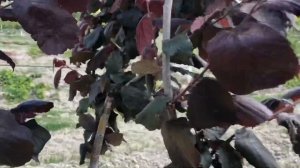 Фундук Трапезунд. Фундук краснолистный сорт Глория.