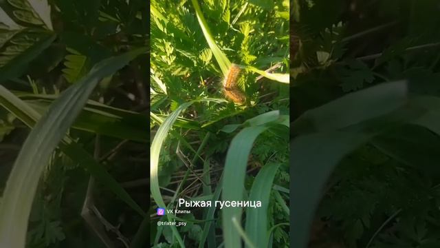 Городской пляж на Оке, Пущино