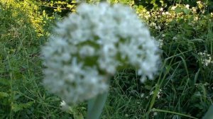 Allium cepa (Cipolla flower) medicinal plant