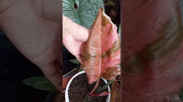 philodendron caramel marbel variegata