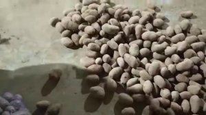 Демонстрация сорта Ред Скарлет