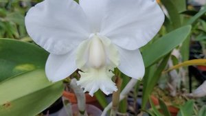 Cattleya dolosa var. alba "Gorgeous"