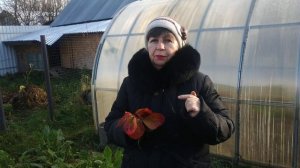 Почему краснеют листья на клубнике?