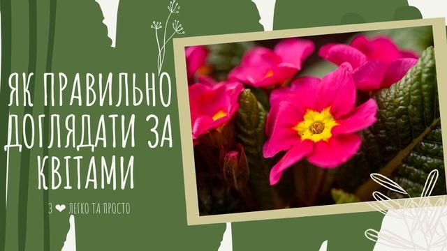 ПРИМУЛА в горщику :як ДОГЛЯДАТИ. Пересадка, розмноження ПРИМУЛИ. Висадка примули в сад