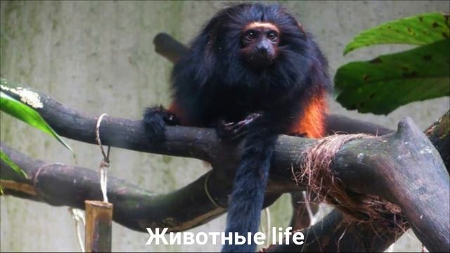 ЛЬВИНАЯ ИГРУНКА?/Животные life/Приматы/Животные/Интересные факты смотреть онлайн