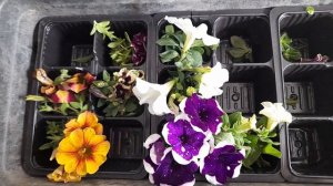 Неукоренённые черенки петунии,  калибрахоа и других вегетативных растений.