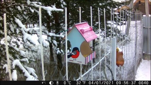 Разные птицы "попавшиеся в" фотоловушку