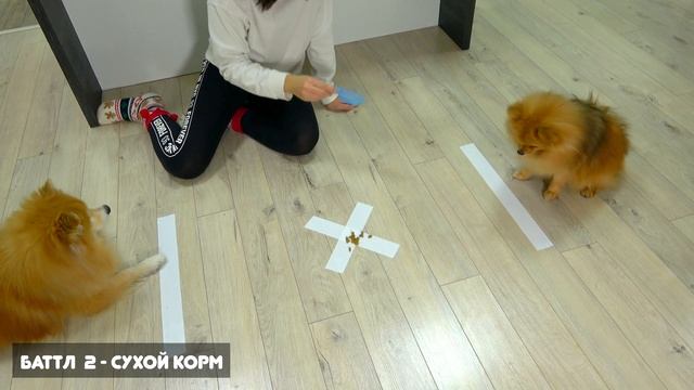 ЧЕЛЛЕНДЖ - СОБАЧИЙ БАТТЛ ЗА ЕДУ ПОМЕРАНСКИХ ШПИЦОВ / ШПИЦ ПРИКОЛЫ/ШПИЦ РОНИ ПОМ / ШПИЦ ЧЕЛЛЕНДЖ
