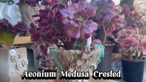 Korean succulents for sale ( 8/2/2023), beautiful aeonium.