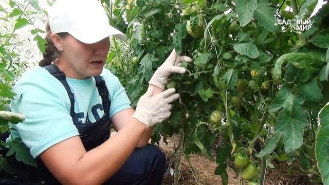 Профилактика опасных заболеваний : кладоспориоз и фитоспороз томатов.