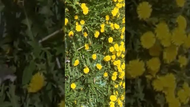 2серия охота на шмеля мы поймали шмеля🐝😎 смотреть онлайн