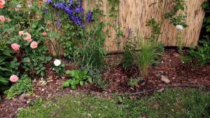 Как задекорировать страшный забор. Эффектный фон для растений. Камышовые маты. Клематисы. Сад